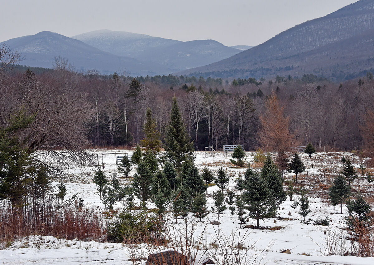 Tree farm